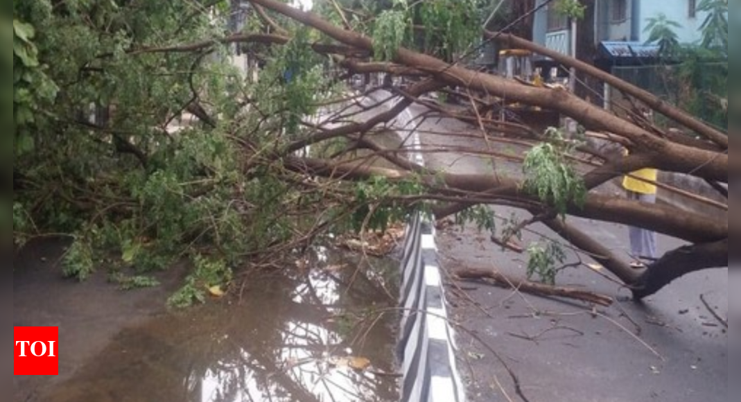 monsoon-rains:-one-dead,-two-injured-as-tree-falls-on-biker-in-madhya-pradesh’s-gwalior