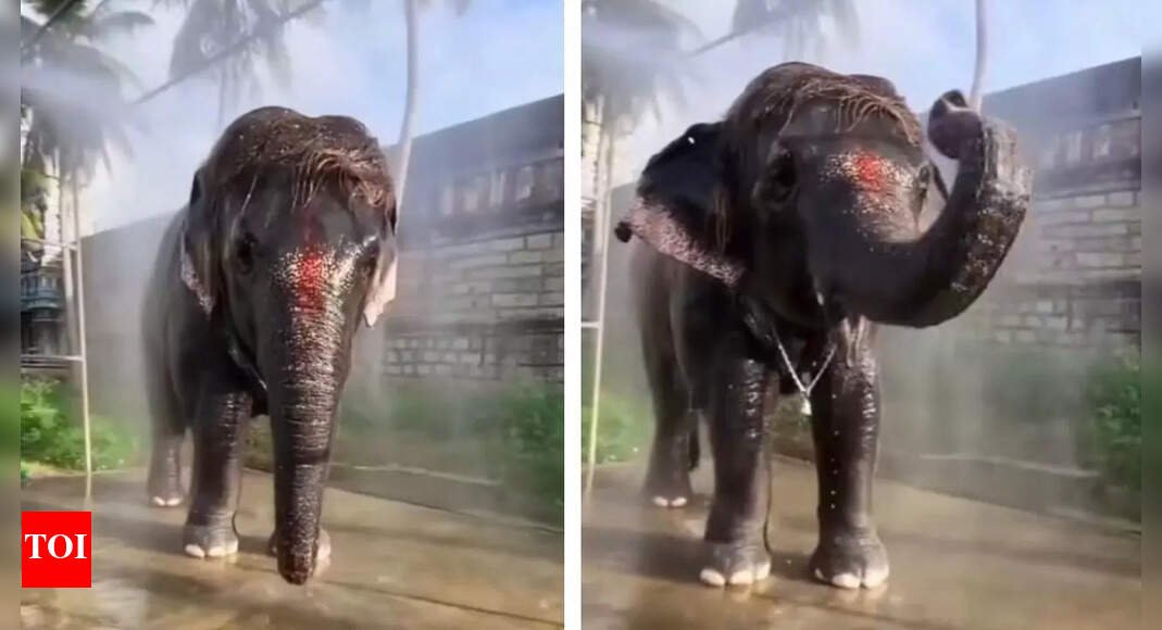 watch:-baby-elephant’s-thoughtful-move-near-frog-wins-the-internet