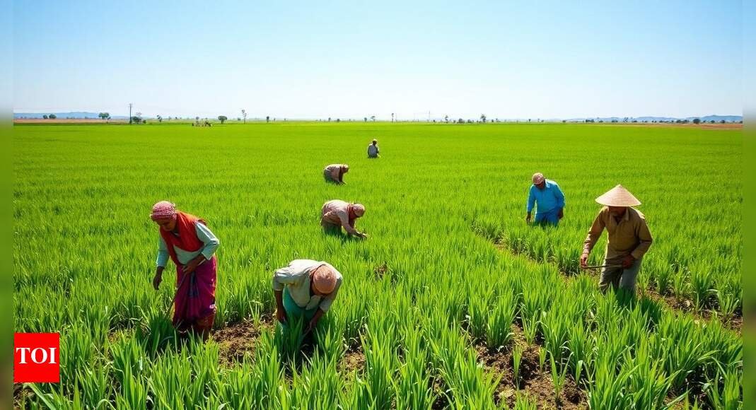 kharif-sowing-rises-over-11%,-monsoon-gains-pace;-bodes-well-for-food-inflation:-report