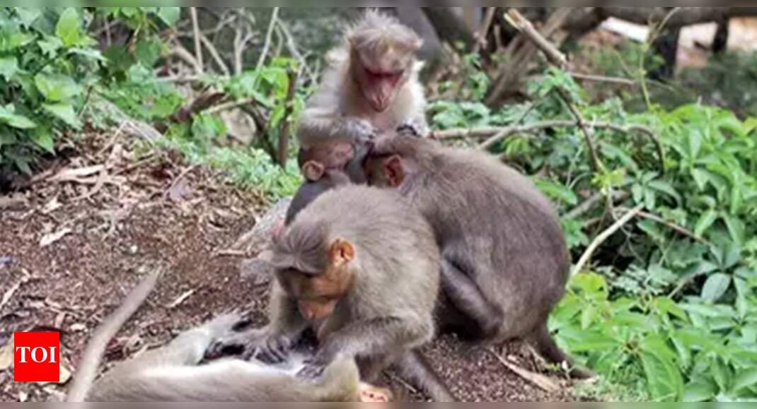 kyasanur-forest-disease:-what-you-must-know-about-‘monkey-fever’-in-goa
