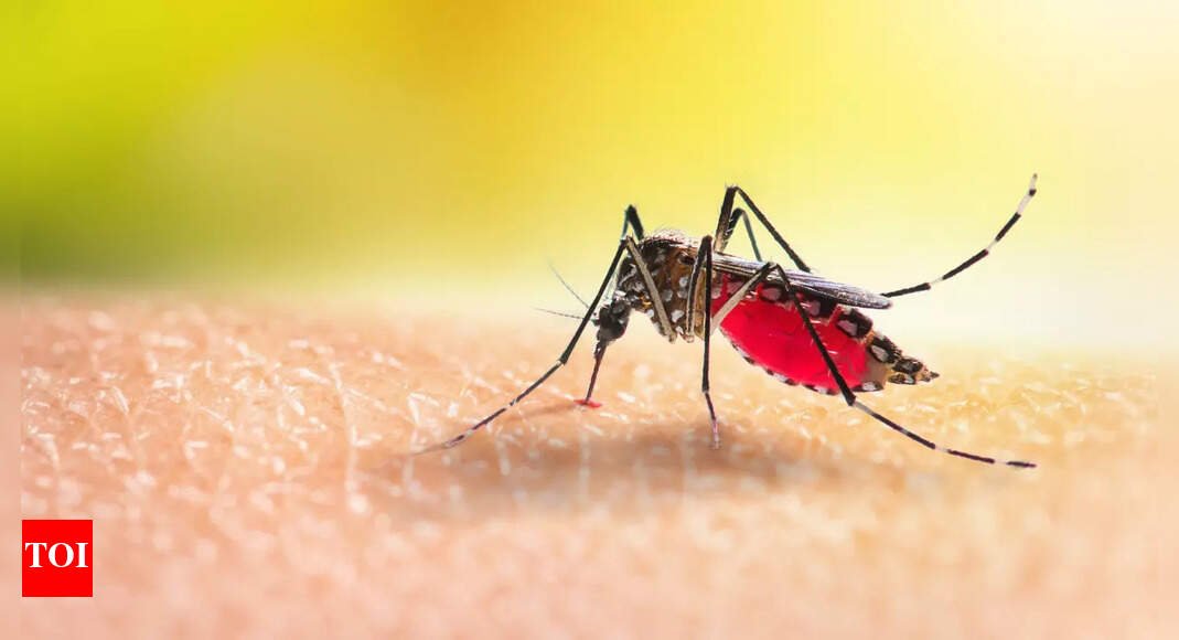 dengue-cases-spike:-telangana-health-minister-orders-anti-larval-drive-expansion;-ghmc-told-to-deploy-officers