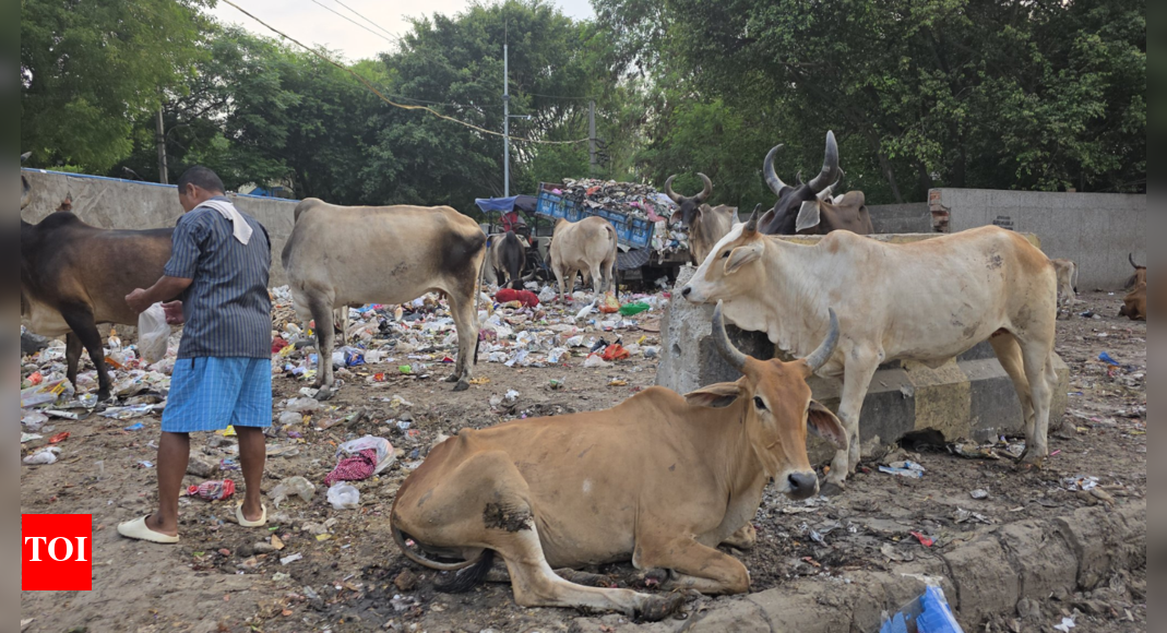 ‘disneyland-in-haryana?’-ex-jet-airways-ceo-reacts-to-dirty-gurugram-streets
