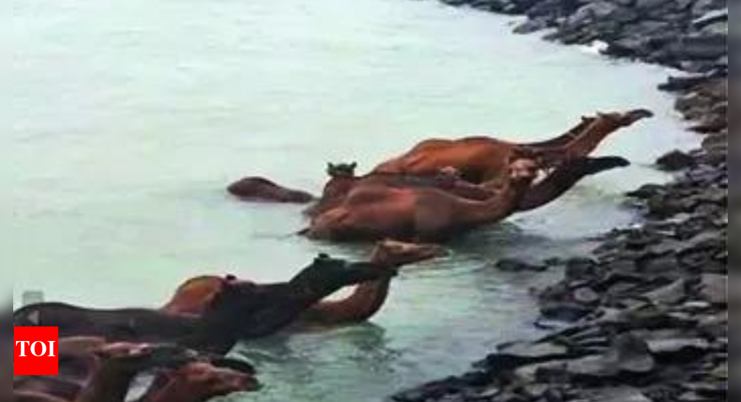 33-rare-kharai-camels-caught-in-sea-tide-rescued-off-gujarat-coast