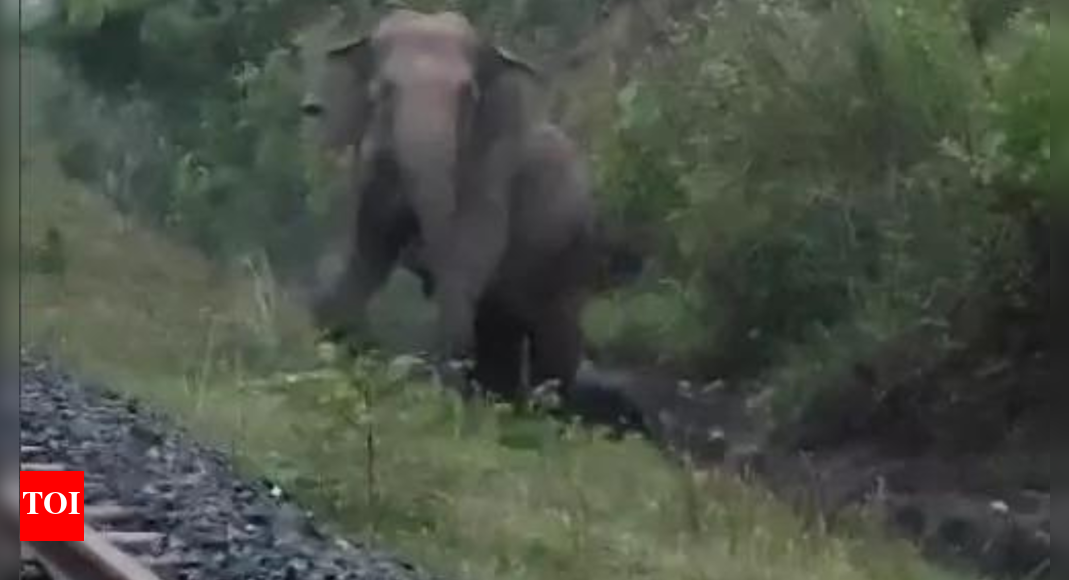 goods-train-halts-for-2-hours-in-jharkhand-as-elephant-gives-birth