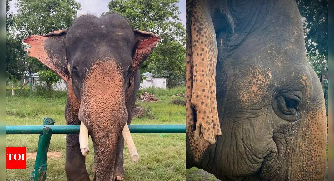 ‘guardian-of-our-jungles’:-asia’s-oldest-female-elephant-dies;-was-over-100-years-old