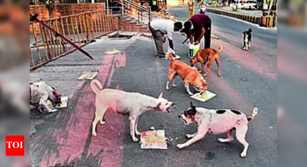 now,-stray-dogs-in-bengaluru-to-be-fed-chicken-rice-under-rs-2.9-crore-bbmp-plan;-aim-to-curb-aggression,-boost-public-safety