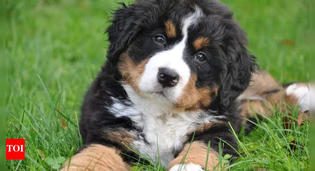 understanding-the-aging-process-in-pets:-what-pet-owners-need-to-know