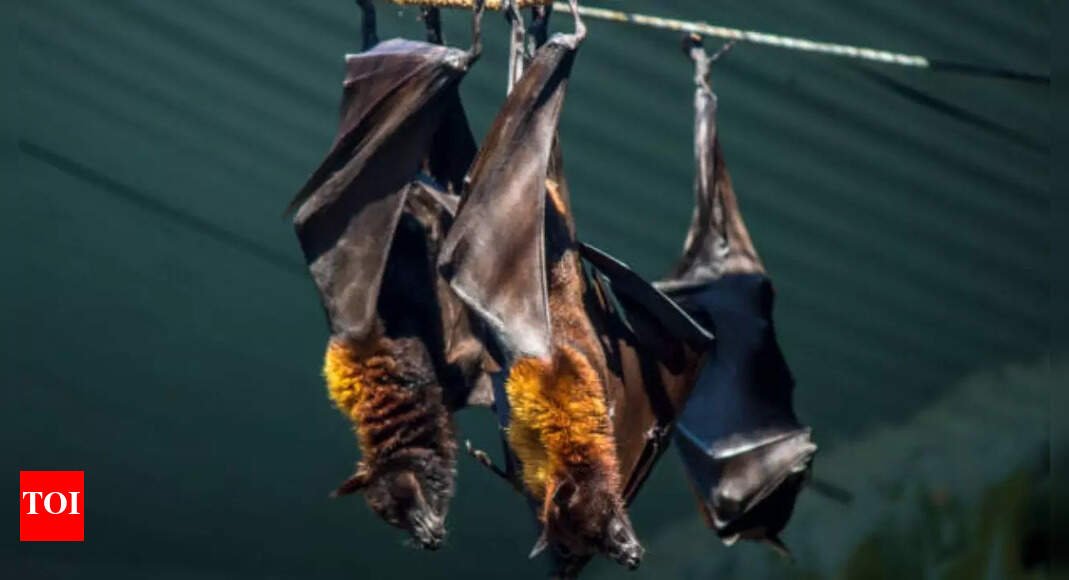 what-is-nipah-virus?-causes,-symptoms-and-preventive-measures-for-this-deadly-threat