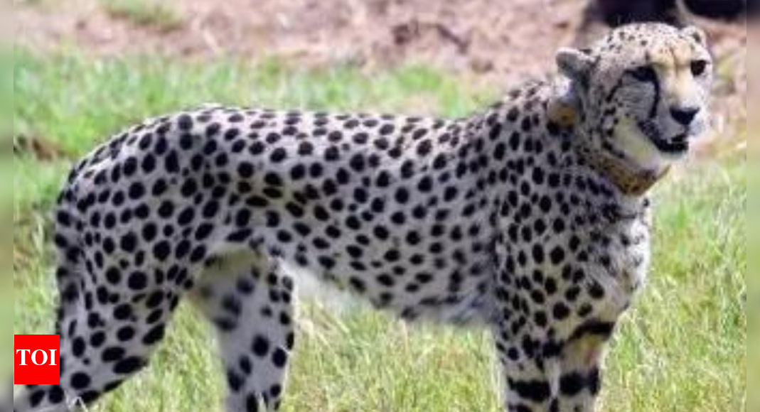 female-cheetah-dies-of-injuries-at-kuno