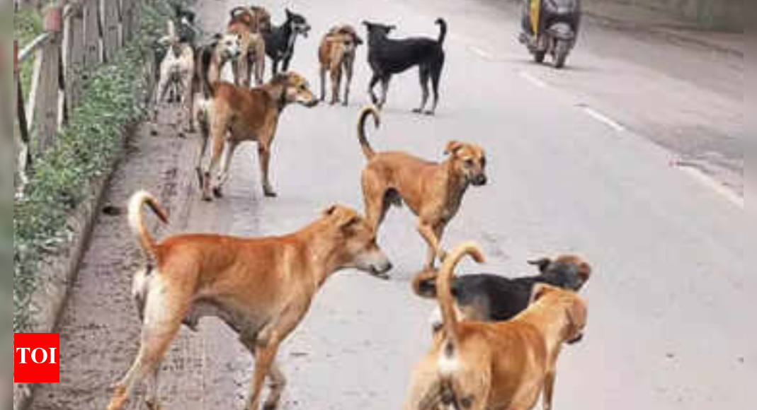 chhattisgarh-cop-kills-10-dogs-after-stray-chases-child;-fired-shots-from-rooftop,-probe-on