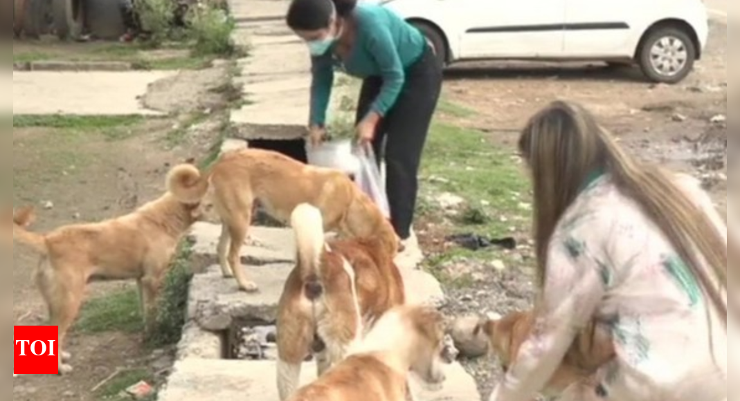 hyderabad:-welfare-board-void-spurs-pet-shop-violations-&-trafficking;-activists-flag-underage-puppy-sales,-poor-conditions