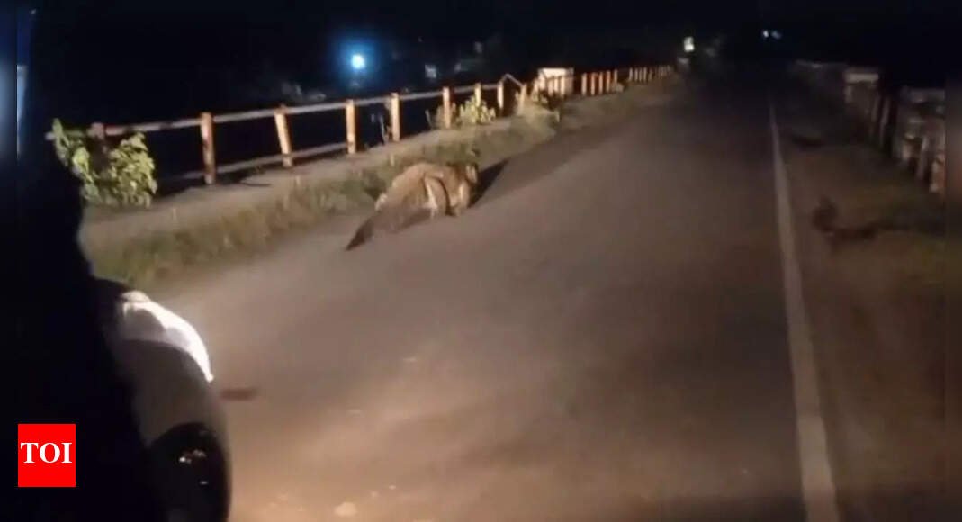 crocodile-on-road?-reptile-spotted-resting-on-culvert-in-madhya-pradesh’s-garoth;-video-goes-viral
