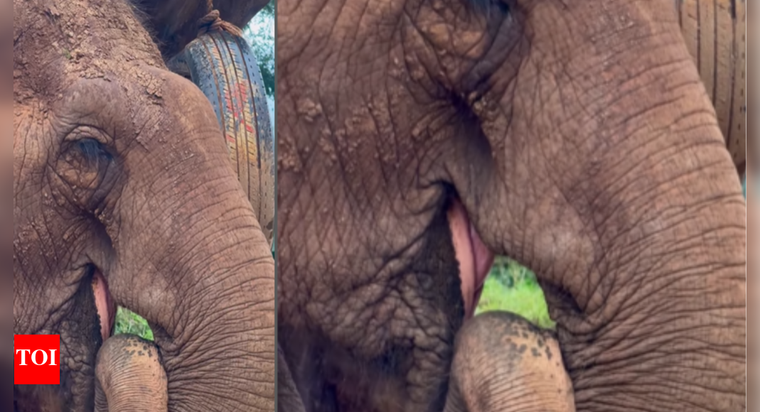 watch:-elephant-holds-its-trunk-while-sleeping,-and-it’s-the-sweetest-thing-ever