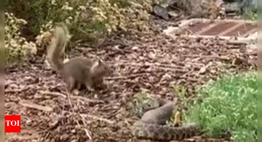 watch:-brave-squirrel-takes-on-rattlesnake-in-intense-life-or-death-battle