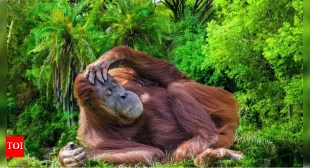 optical-illusion:-only-an-animal-lover-can-spot-the-hidden-glasses-around-this-cute-orangutan-in-just-10-seconds