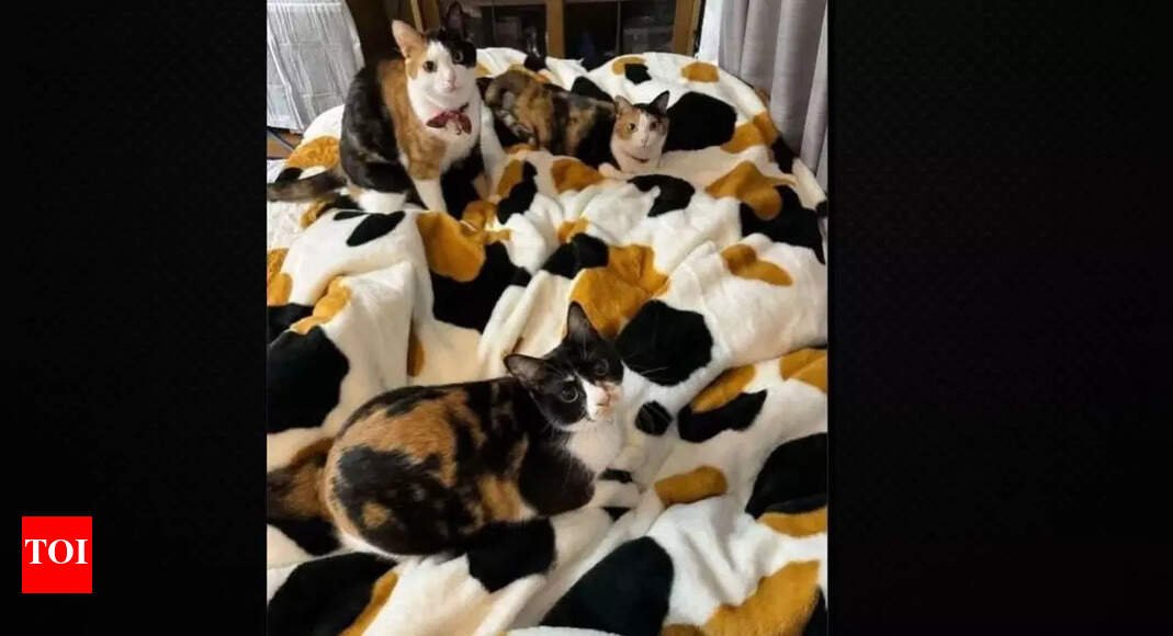 can-you-spot-the-fourth-cat-in-this-mind-bending-photo?-most-people-can’t