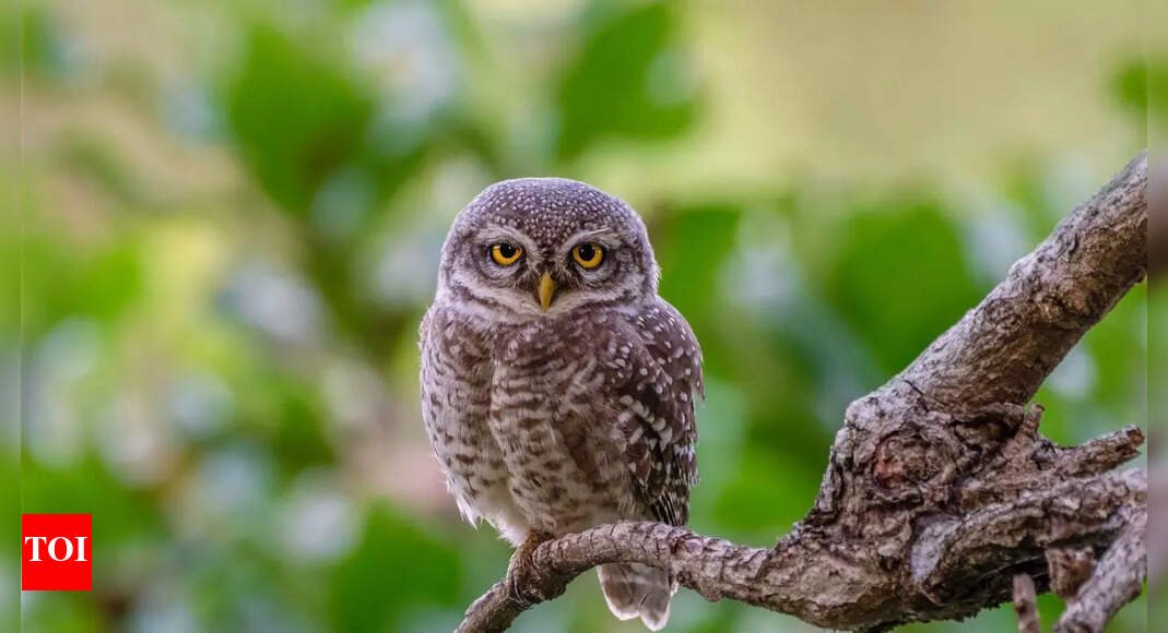 where-to-see-the-rare-forest-owlet-in-india:-7-top-destinations-for-birdwatchers