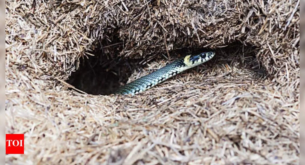 how-to-identify-snake-holes-(burrows)-in-your-backyard
