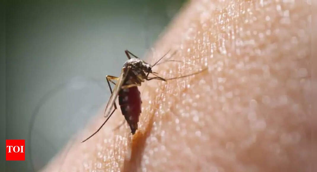 chikungunya-virus-outbreak-in-china:-which-countries-are-at-risk-and-how-to-manage-the-symptoms-(prevention-tips-inside)