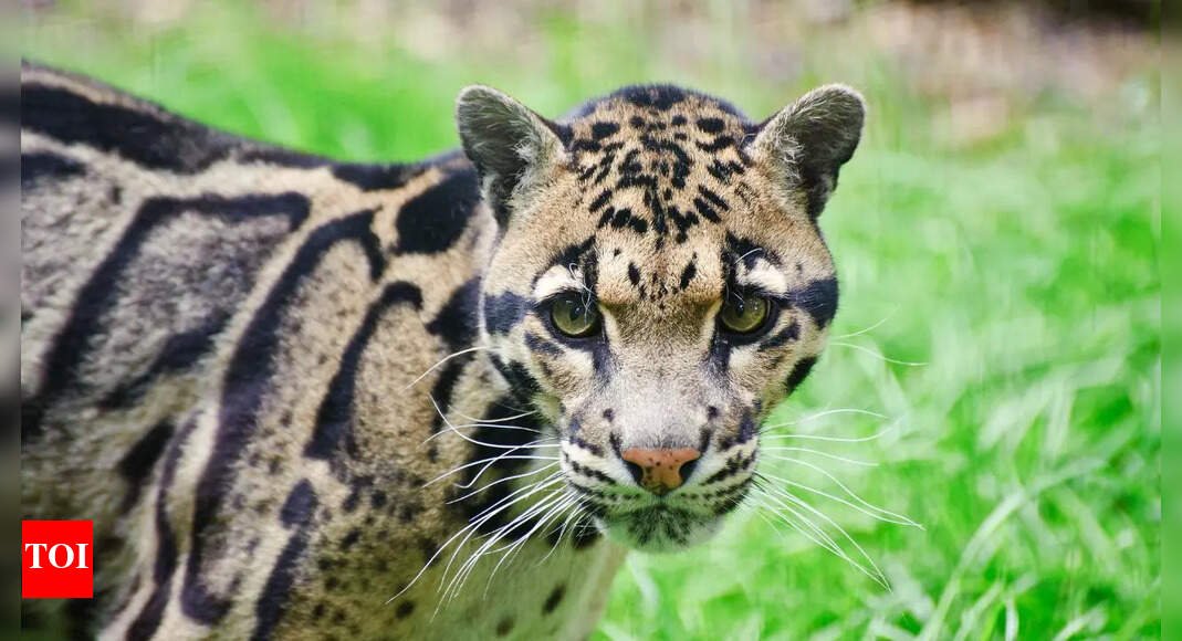 rare-clouded-leopard-spotted-in-the-wild:-viral-video-inside