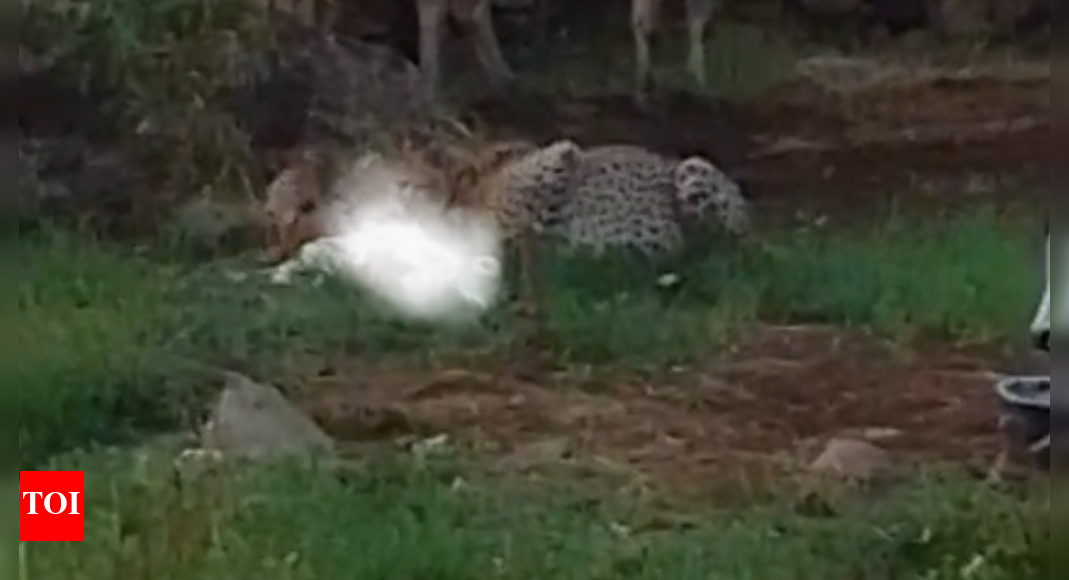 cheetah-hunts-tethered-calf-in-mp-village