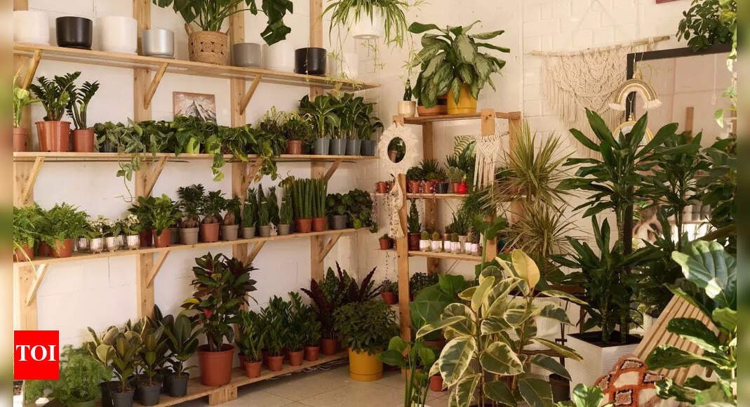 don’t-make-these-6-mistakes-when-buying-potted-plants:-pick-the-wrong-one-and-it-may-never-thrive-indoors