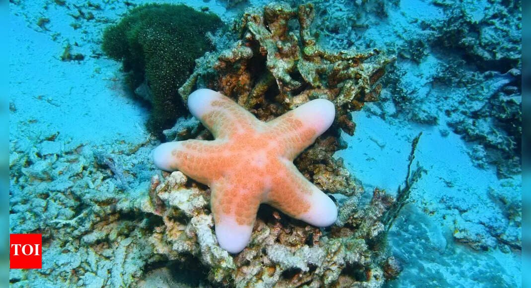 what-led-to-the-death-of-billions-of-starfish-in-over-a-decade?-scientists-might-finally-have-the-answer