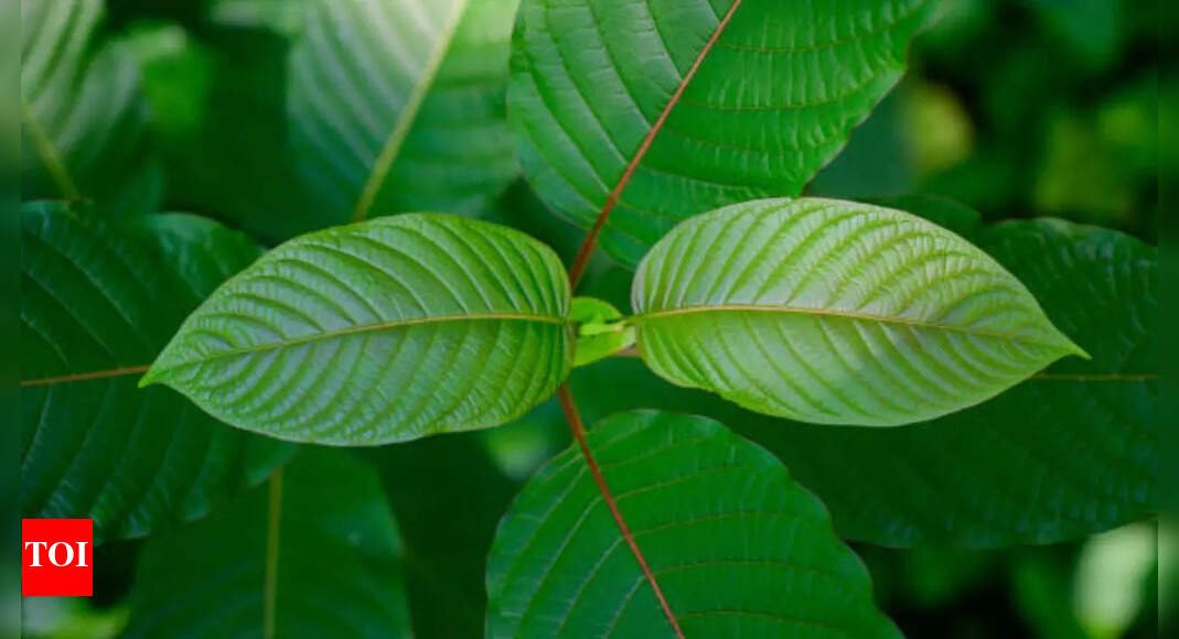 rfk-jr.-is-targeting-7-oh,-kratom?-what-are-these-and-how-do-they-affect-the-body?