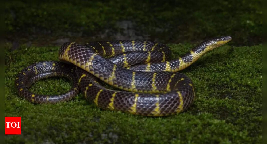 rare-narrow-banded-rain-snake-found-in-mizoram-highlights-india’s-hidden-biodiversity