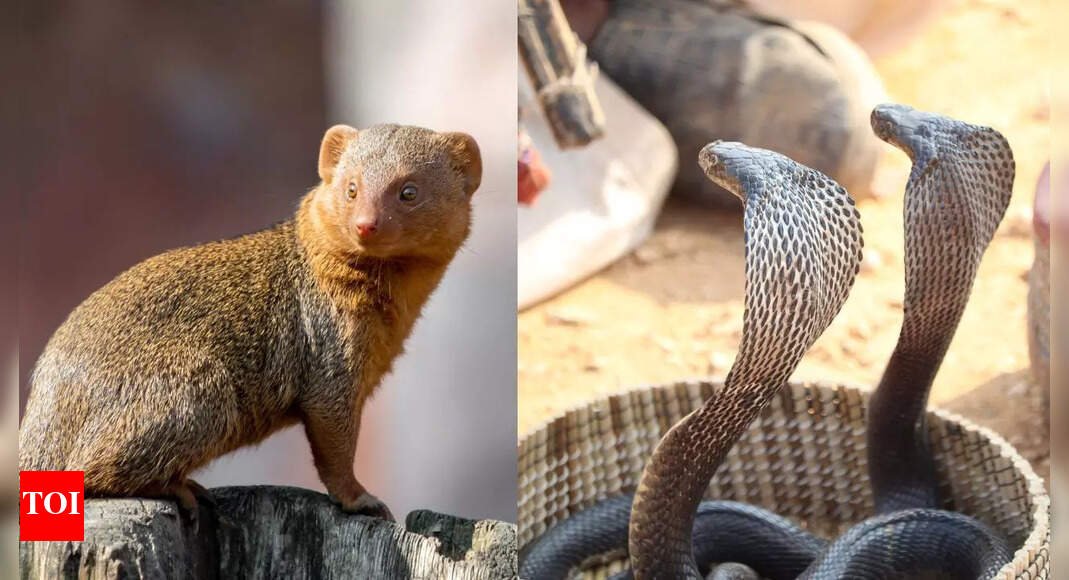 king-cobra-vs-mongoose:-who-is-more-powerful-and-likely-to-win-a-fight?-the-answer-might-surprise-you