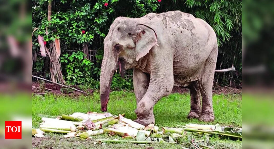 crippled-maniki’s-6-day-walk-sparks-outrage-in-assam