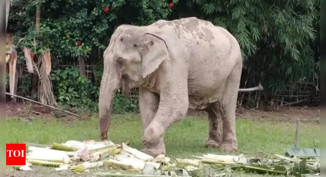 heartbreak-on-assam-highway:-crippled-jumbo-forced-to-trek-95km
