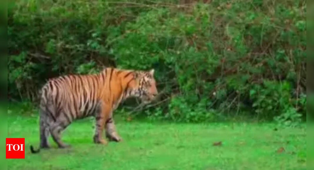 killer-leopard-still-at-large-in-kheri,-forest-department-steps-up-capture-efforts