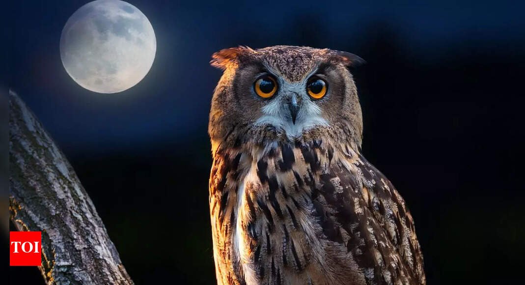 why-owls-sleep-during-the-day-and-hunt-at-night:-the-science-of-nocturnal-birds