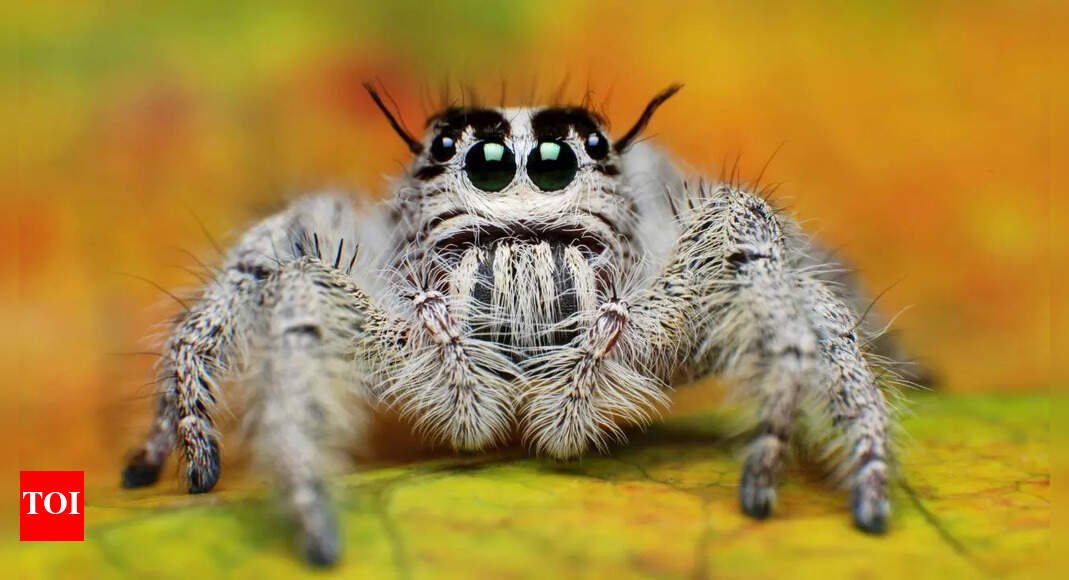 facts-about-spiders-that-show-their-unique-powers-beyond-the-cringe-we-associate-them-with