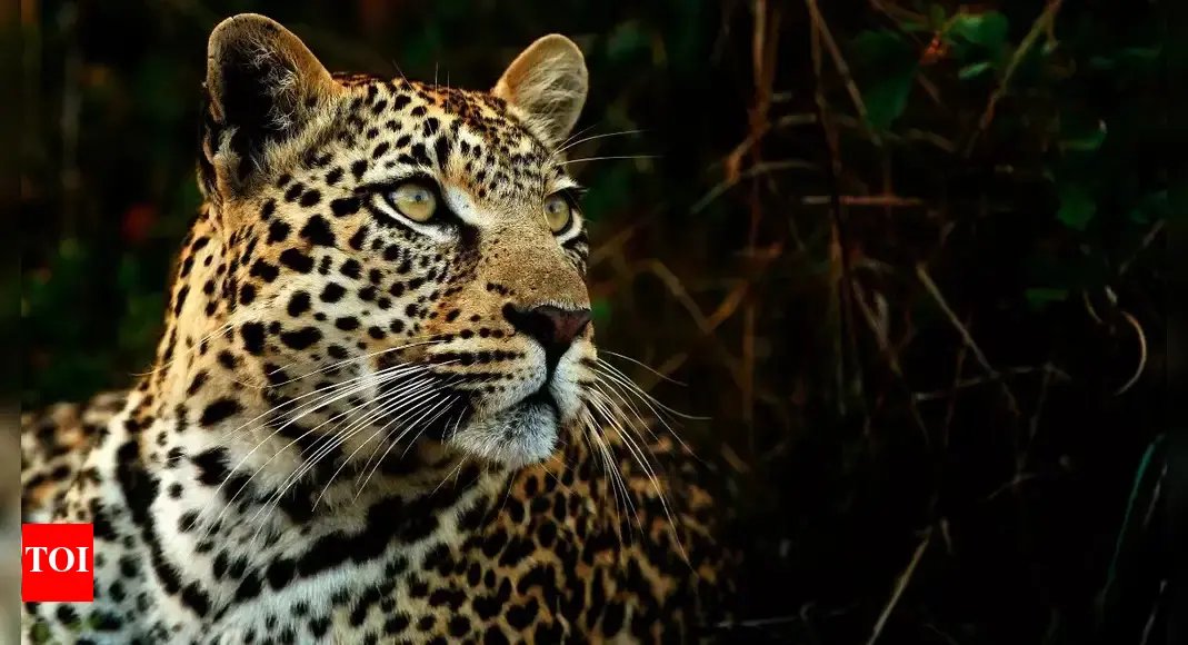 leopard-mauls-3-year-old-to-death-in-nashik,-sister-ties-rakhi-before-cremation