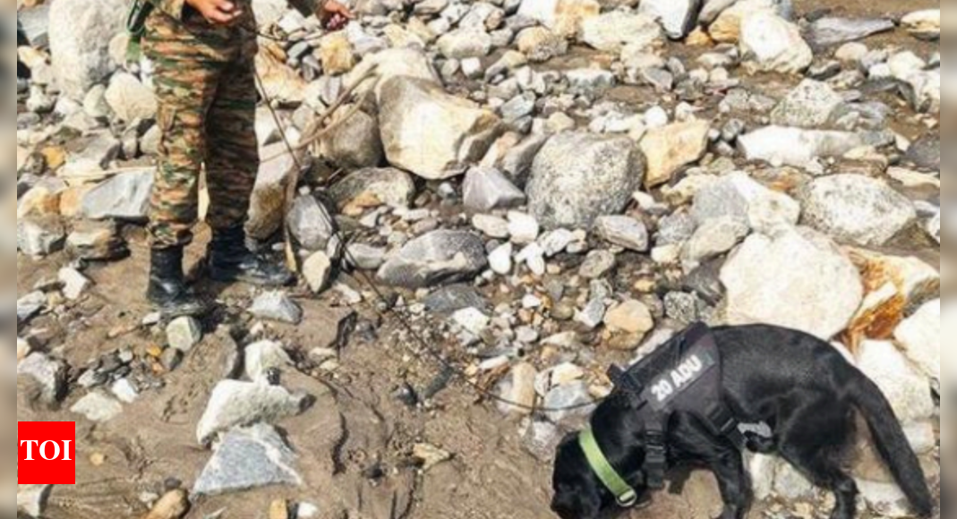 ‘hope-on-four-paws’:-6-army-super-dogs-scour-dharali’s-ruins-for-flood-survivors;-sniffing-out-human-scent-up-to-18ft-deep