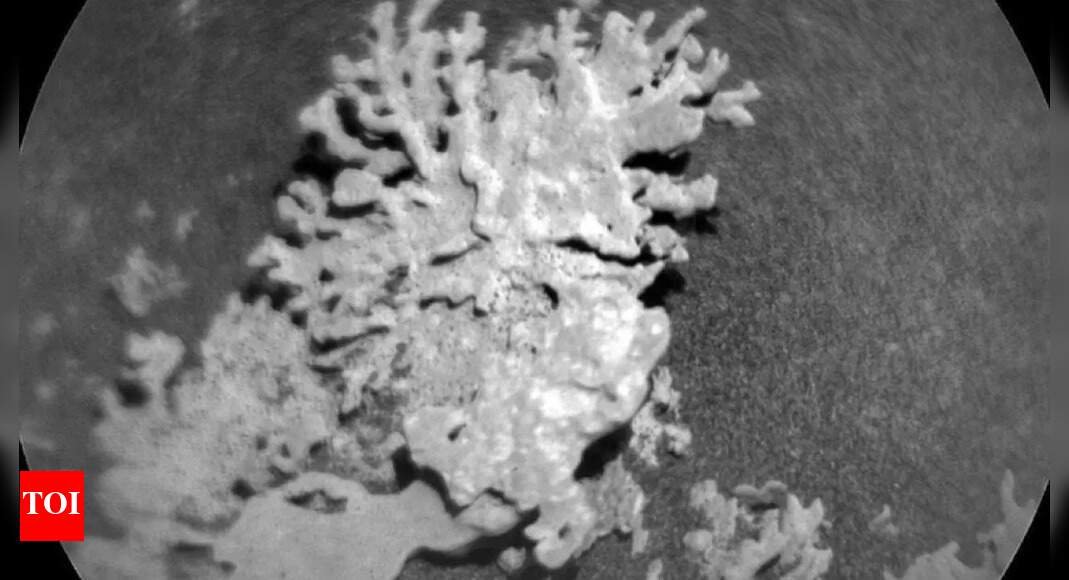 nasa’s-curiosity-rover-spots-coral-like-rock-on-mars-—-here’s-what-it-really-means