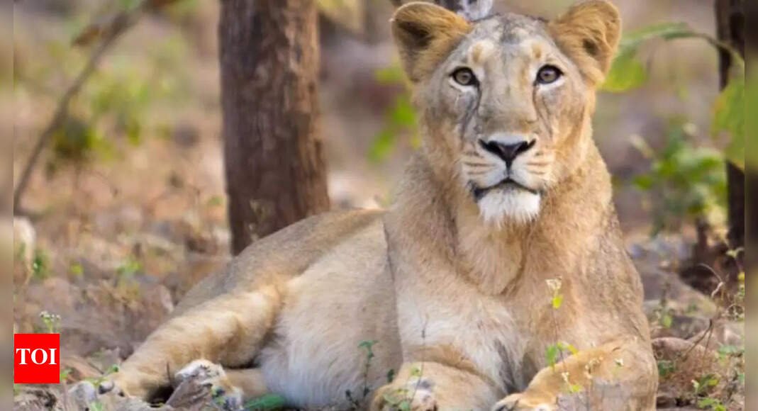 lion’s-share:-india’s-big-cats-roar-to-record-891;-32%-jump-in-five-years