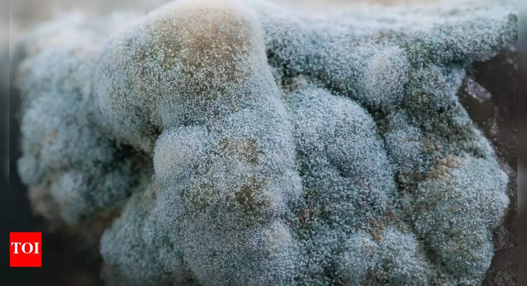 deadly-botulism-outbreak-due-to-broccoli-in-italy-leaves-one-dead,-nine-hospitalized-—-what-to-know