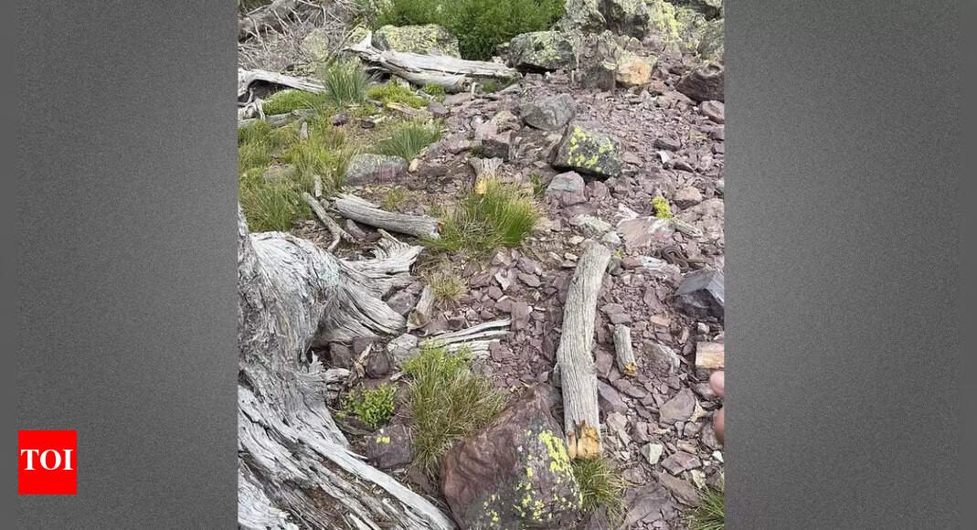 four-snakes-are-hidden-in-this-simple-dog-walk-picture.-can-you-find-them-in-30-seconds