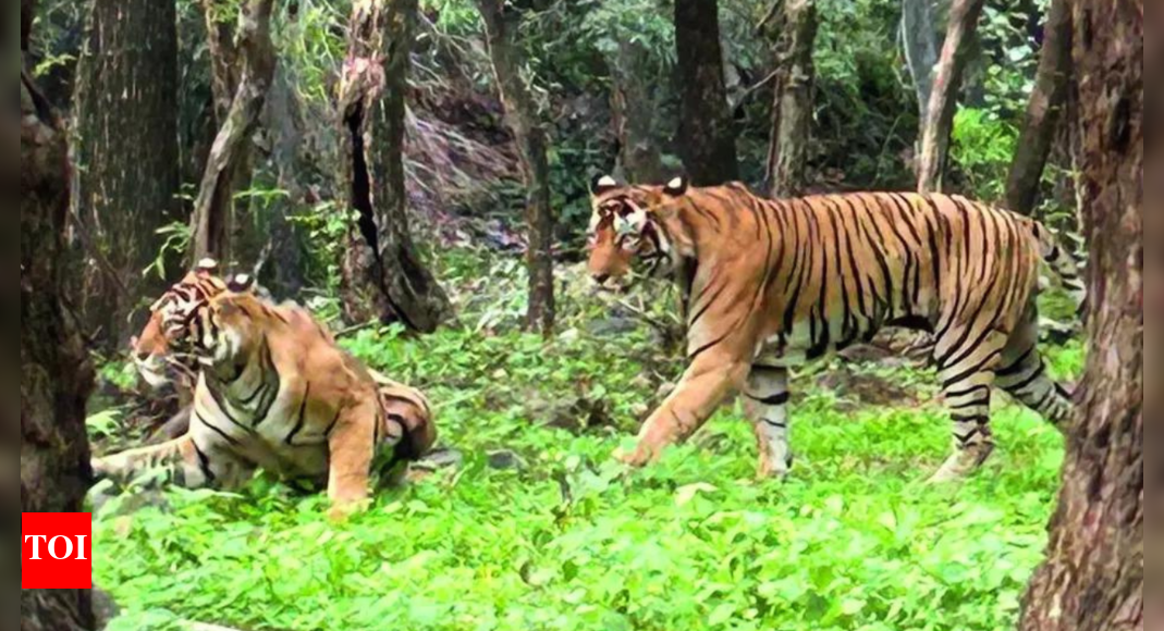 ranthambore’s-queen,-estimated-to-be-17-18,-defies-age,-seen-mating