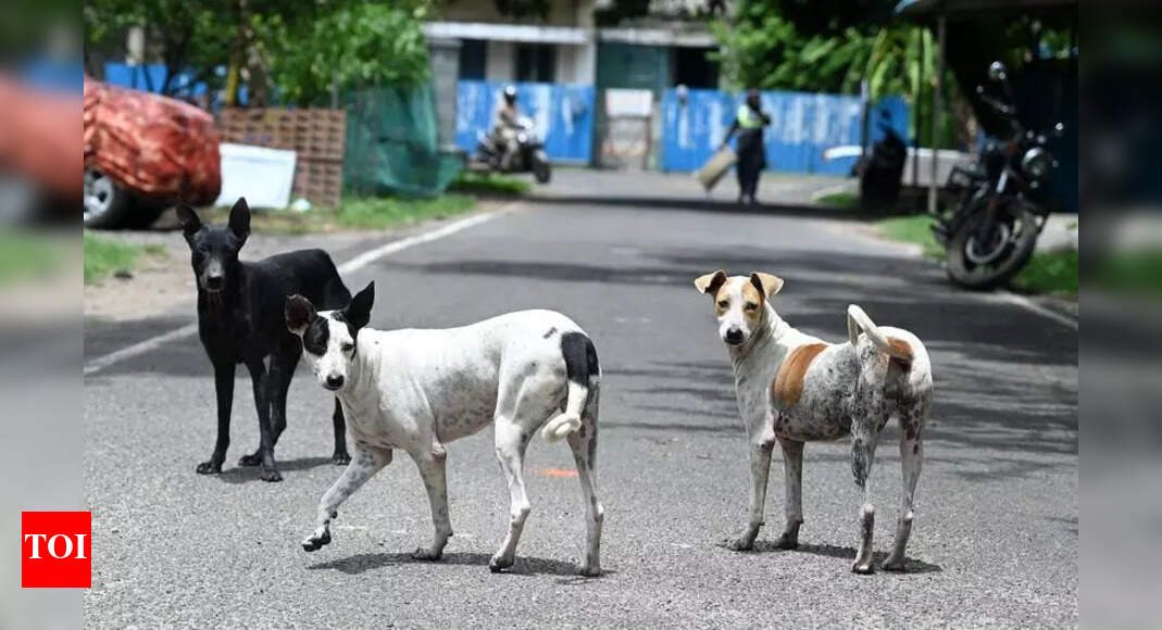 ‘situation-grim’:-sc-directs-delhi-govt,-mcd-to-start-picking-up-stray-dogs