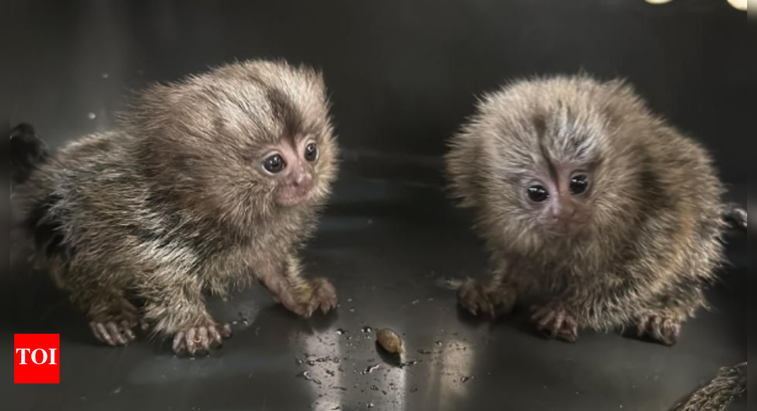 flyer-caught-smuggling-rare-marmoset-monkeys-and-other-exotic-animals-in-a-suitcase:-what-makes-these-animals-so-exotic-and-expensive