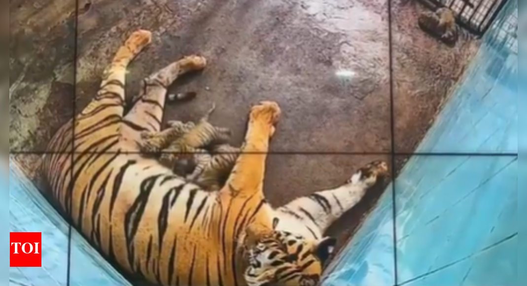 delhi:-2-of-6-tiger-cubs-born-last-week-in-zoo-die;-4-under-close-watch
