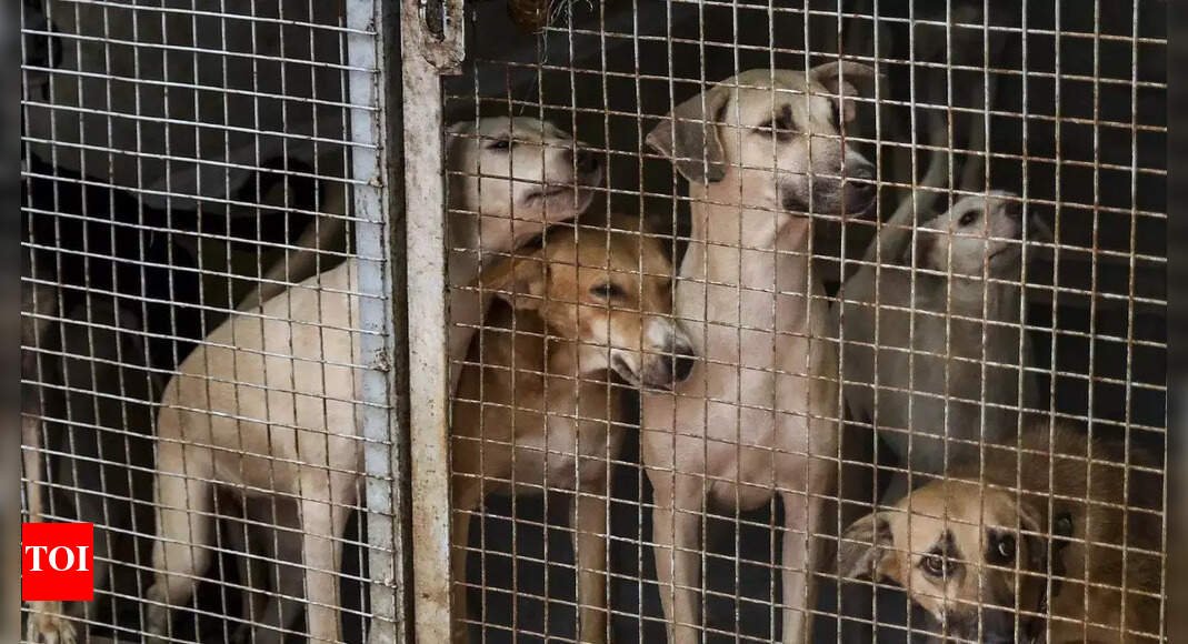 sc-order-on-delhi-stray-dogs:-protests-erupt-in-capital,-many-detained