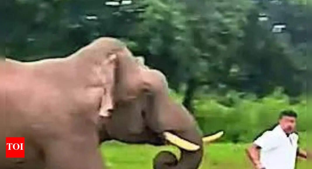 close-call-in-karnataka’s-bandipur:-50-year-old-man-alights-from-car-to-take-elephant’s-pic,-trampled;-thrill-seekers-continue-to-flout-forest-laws,-say-officials