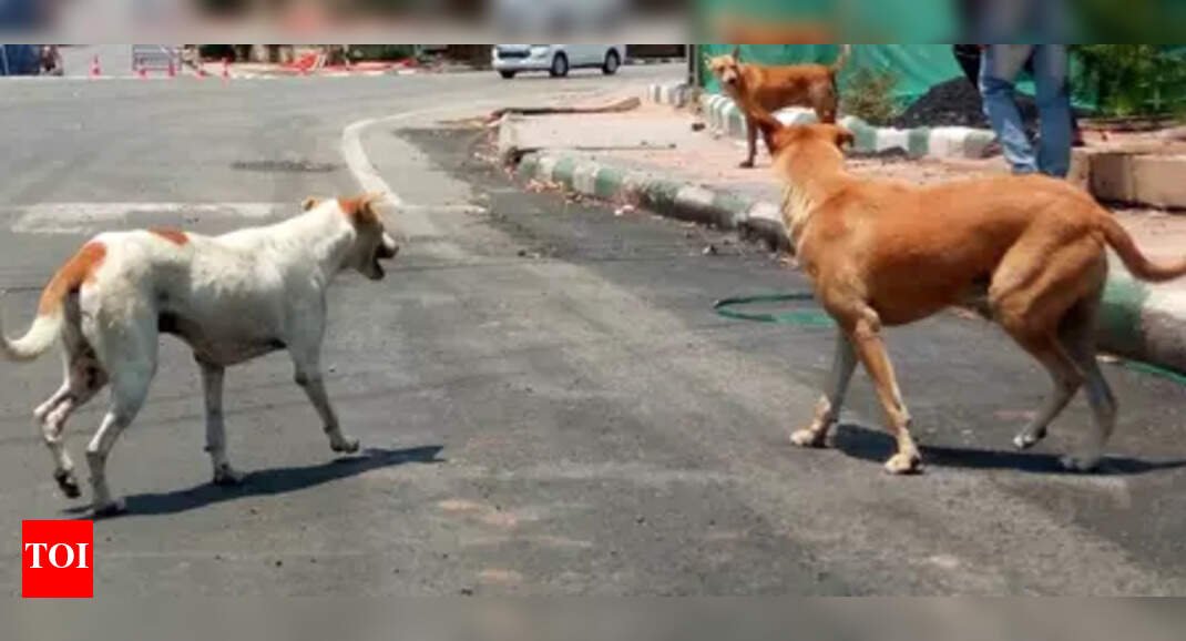 from-mumbai-to-kochi:-how-indian-cities-tackle-stray-dog-menace;-netherlands-ended-it-with-‘benchmark-model’