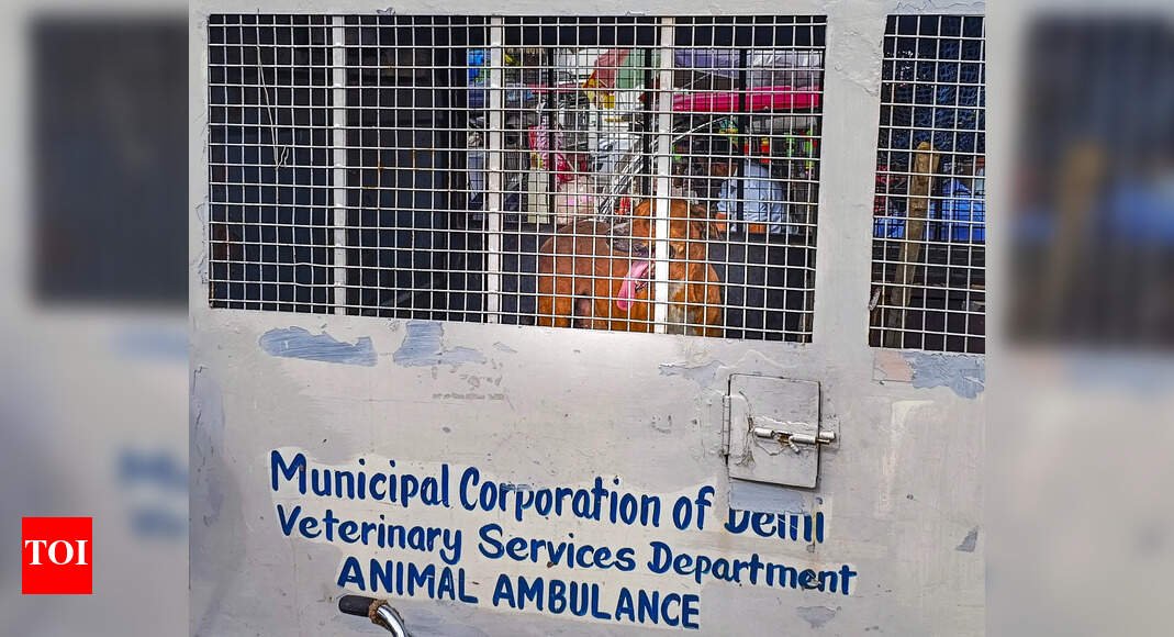 delhi-dog-menace:-authorities-to-catch,-relocate-6k-strays,-bar-ngos-from-releasing-them-back,-seek-govt-land-for-shelters;-inside-mcd’s-action-plan