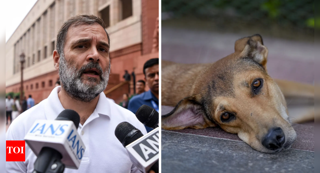 ‘public-safety,-animal-welfare-go-hand-in-hand’:-rahul-on-sc’s-stray-dog-order